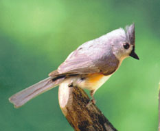 Tufted Titmouse